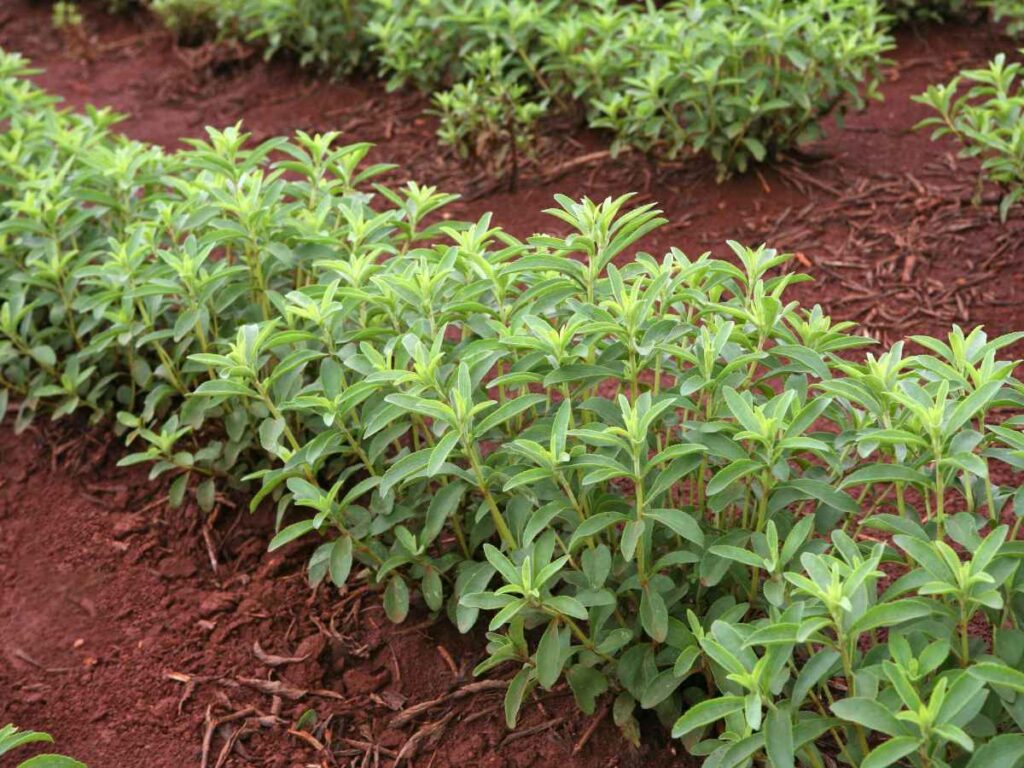 Medicinal plant collection