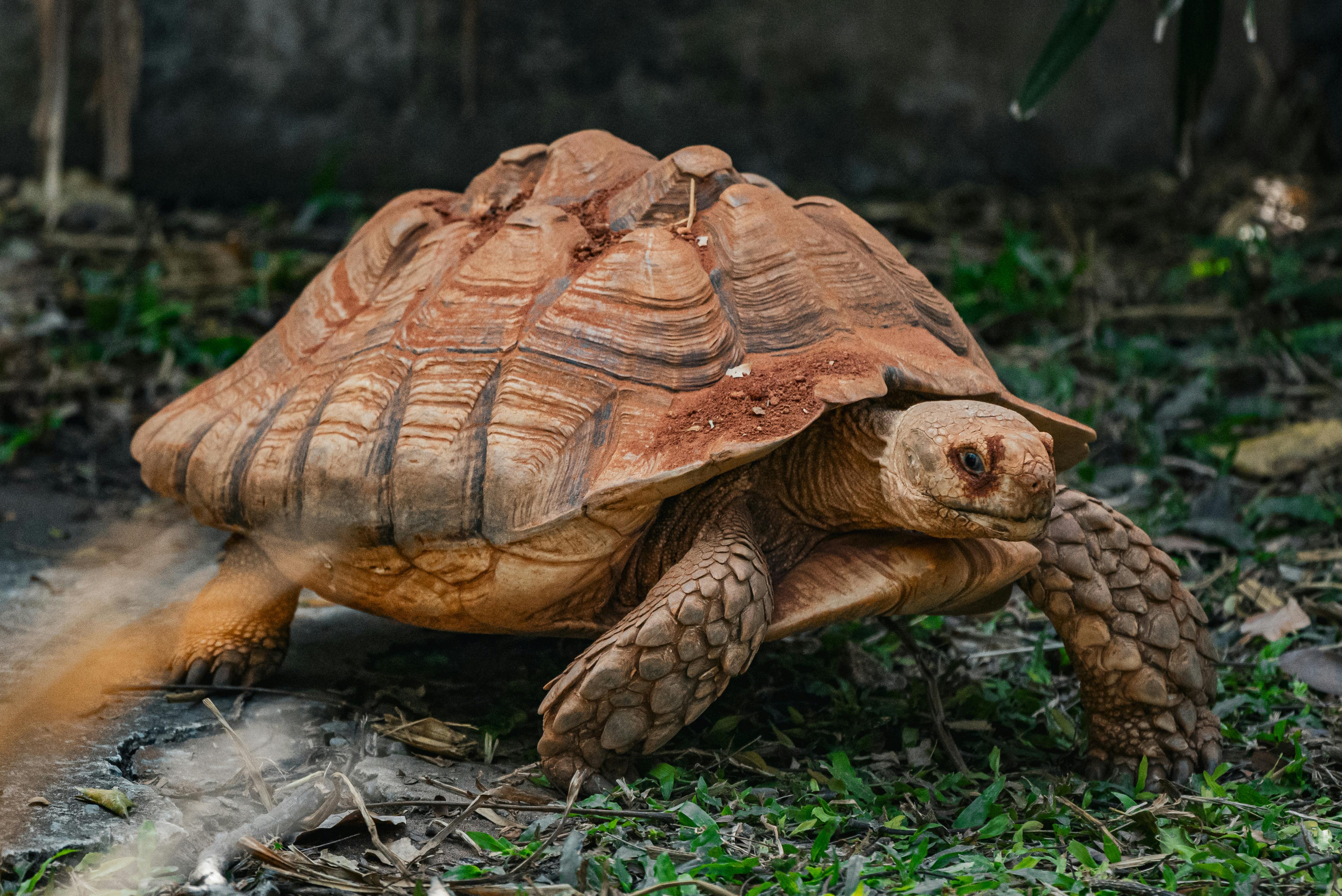 Close-up of tortoise at Chakig sanctuary