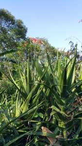 medicinal plants