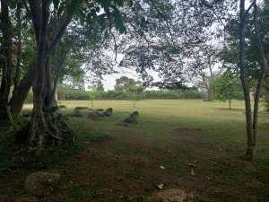 Canopy of trees at Chakig Eco-tourism Centre