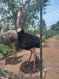 Ostriches at Chakig ecotourism