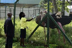 Ostrich Conservation at Chakig Eco-Tourism Centre